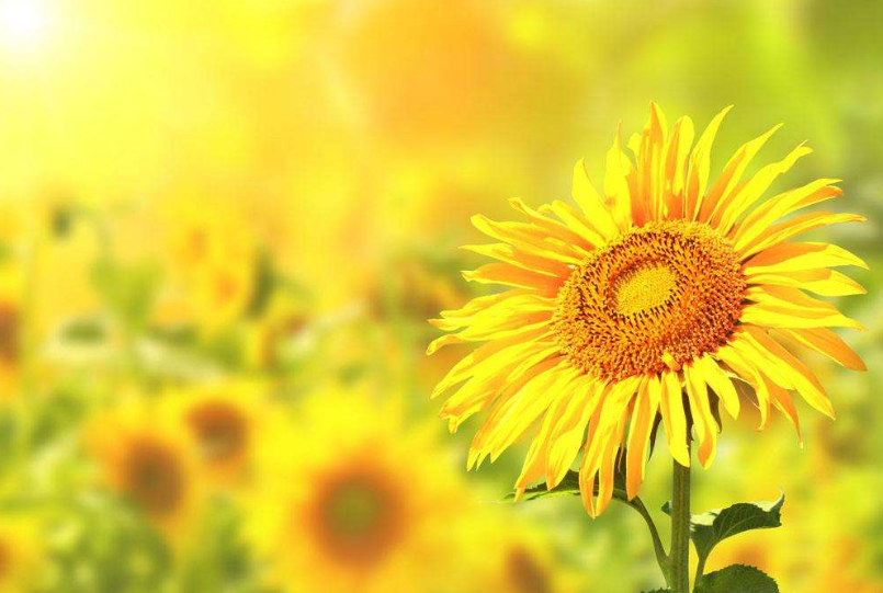 吃什么可以提高生育能力 提高生育能力的天然生育酚食物推薦