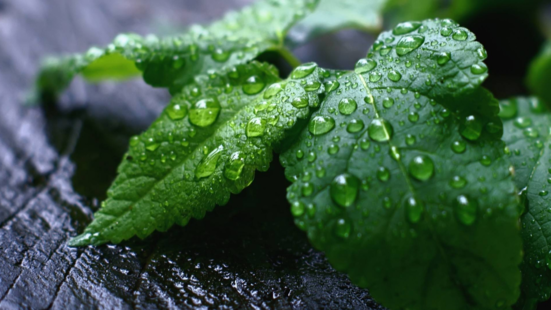 三伏天吃什么最好 三伏天天太熱了要注意什么2018 三伏天吃什么最好 三伏天天太熱了要注意什么2018