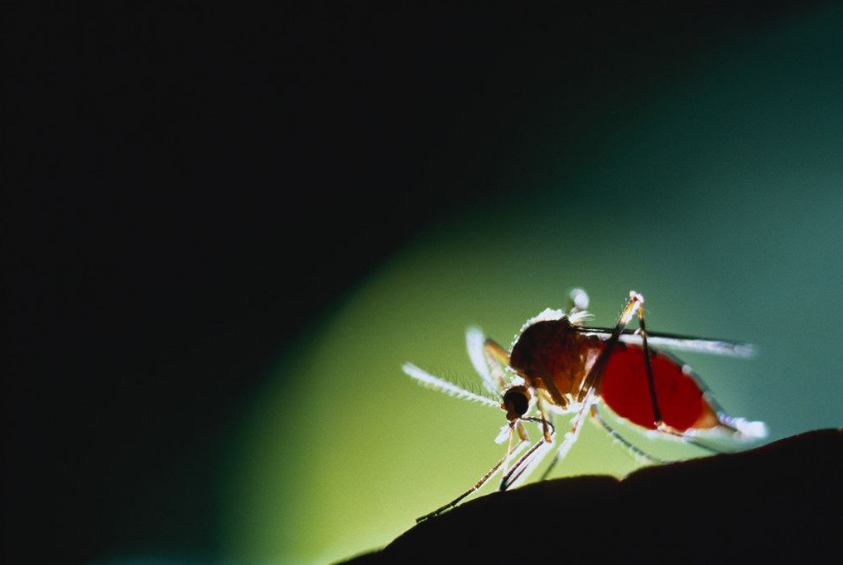 孩子被蚊蟲咬了之后怎么緩解 孩子蚊蟲咬后緩解方法 孩子被蚊蟲咬了之后怎么緩解 孩子蚊蟲咬后緩解方法