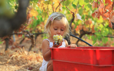 帶孩子摘葡萄的心情說說 分享和孩子摘葡萄的句子短語