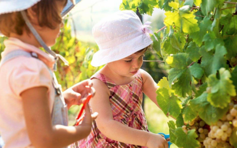 帶孩子摘葡萄的心情說說 分享和孩子摘葡萄的句子短語