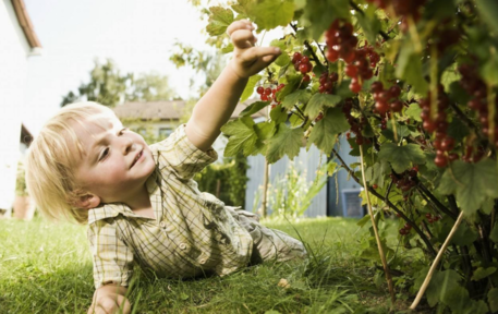 帶孩子摘葡萄的心情說說 分享和孩子摘葡萄的句子短語