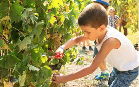 帶孩子摘葡萄的心情說說 分享和孩子摘葡萄的句子短語