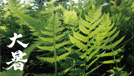 2018大暑的問候句子說說 關于大暑節氣的感慨心情說說