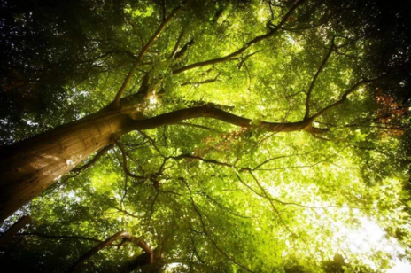 2018今日大暑配圖句子說說朋友圈 今日大暑節(jié)氣心情說說短語