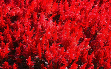 麝香紅花夾竹桃會導(dǎo)致流產(chǎn)嗎 孕婦不能接觸麝香紅花夾竹桃嗎 麝香紅花夾竹桃會導(dǎo)致流產(chǎn)嗎 孕婦不能接觸麝香紅花夾竹桃嗎