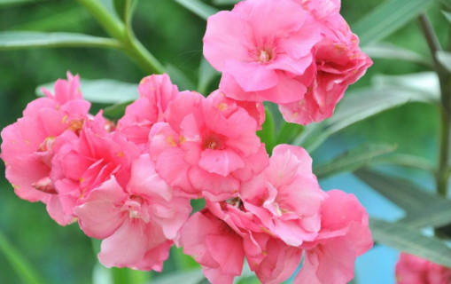 麝香紅花夾竹桃會導(dǎo)致流產(chǎn)嗎 孕婦不能接觸麝香紅花夾竹桃嗎 麝香紅花夾竹桃會導(dǎo)致流產(chǎn)嗎 孕婦不能接觸麝香紅花夾竹桃嗎