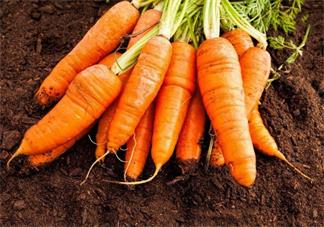 胡蘿卜吃多了不來月經是真的嗎 備孕期間胡蘿卜怎么吃比較好