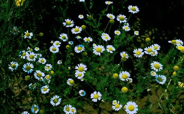 寶寶的驅(qū)蚊產(chǎn)品怎么選比較好 寶寶被蚊子咬了怎么辦好2018