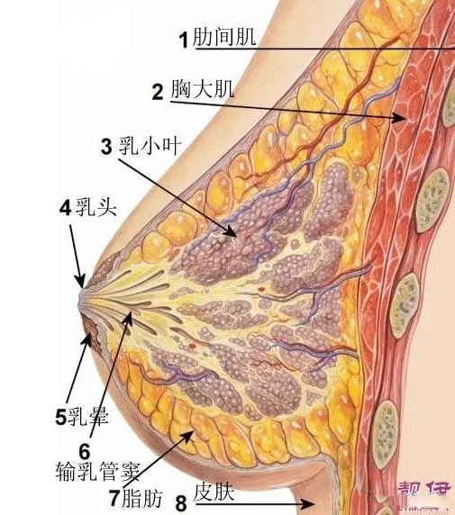 胸小母乳就少嗎 哺乳媽媽胸小會不會沒有母乳