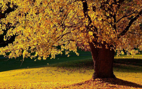 嗨秋天心情感慨 嗨秋天說說朋友圈2018