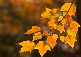 2018秋天你好發(fā)說說短語 你好秋天的圖片句子心情感慨 2018秋天你好發(fā)說說短語 你好秋天的圖片句子心情感慨