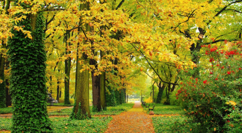 2018秋天你好發(fā)說說短語 你好秋天的圖片句子心情感慨 2018秋天你好發(fā)說說短語 你好秋天的圖片句子心情感慨