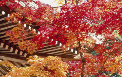 再見(jiàn)夏天的句子心情 2018秋天來(lái)了再見(jiàn)夏天的圖片心情短語(yǔ) 再見(jiàn)夏天的句子心情 2018秋天來(lái)了再見(jiàn)夏天的圖片心情短語(yǔ)