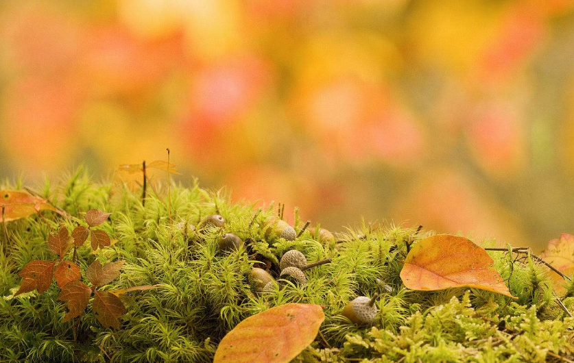 再見(jiàn)夏天的句子心情 2018秋天來(lái)了再見(jiàn)夏天的圖片心情短語(yǔ) 再見(jiàn)夏天的句子心情 2018秋天來(lái)了再見(jiàn)夏天的圖片心情短語(yǔ)