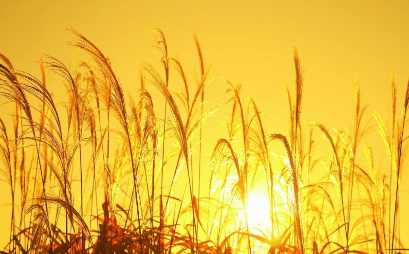 再見(jiàn)夏天的句子心情 2018秋天來(lái)了再見(jiàn)夏天的圖片心情短語(yǔ) 再見(jiàn)夏天的句子心情 2018秋天來(lái)了再見(jiàn)夏天的圖片心情短語(yǔ)