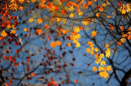 再見(jiàn)夏天的句子心情 2018秋天來(lái)了再見(jiàn)夏天的圖片心情短語(yǔ) 再見(jiàn)夏天的句子心情 2018秋天來(lái)了再見(jiàn)夏天的圖片心情短語(yǔ)