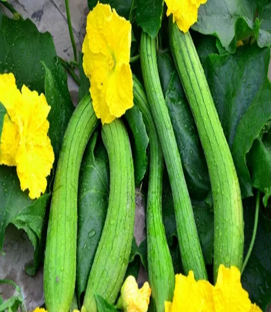 三伏天給孩子吃什么比較解暑 三伏天給孩子吃什么菜好 三伏天給孩子吃什么比較解暑 三伏天給孩子吃什么菜好