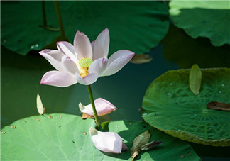 2018立秋后三伏天還有多少天 三伏天結束后還熱嗎