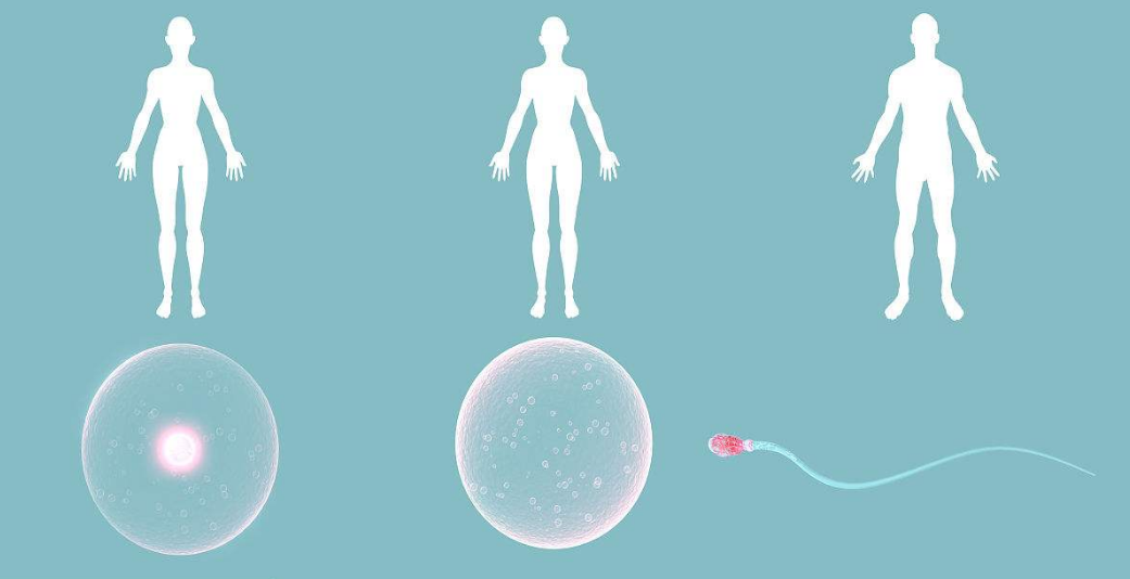 多囊卵巢對試管嬰兒有什么影響 多囊卵巢對寶寶影響大嗎 多囊卵巢對試管嬰兒有什么影響 多囊卵巢對寶寶影響大嗎