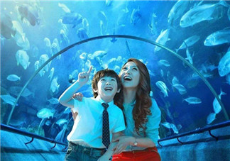 帶孩子去海洋世界的心情說說 和孩子去海洋館的照片發文字句子說說