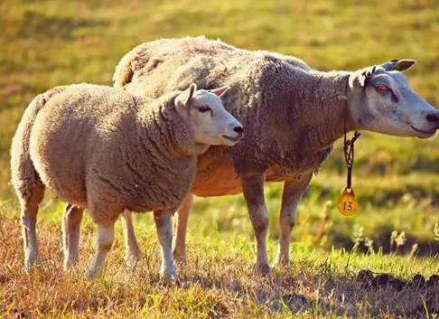 人得了炭疽病能治好嗎 健康人怎樣預(yù)防炭疽