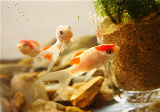 陪孩子養(yǎng)魚的心情說說 和孩子一起養(yǎng)魚的感慨句子說說