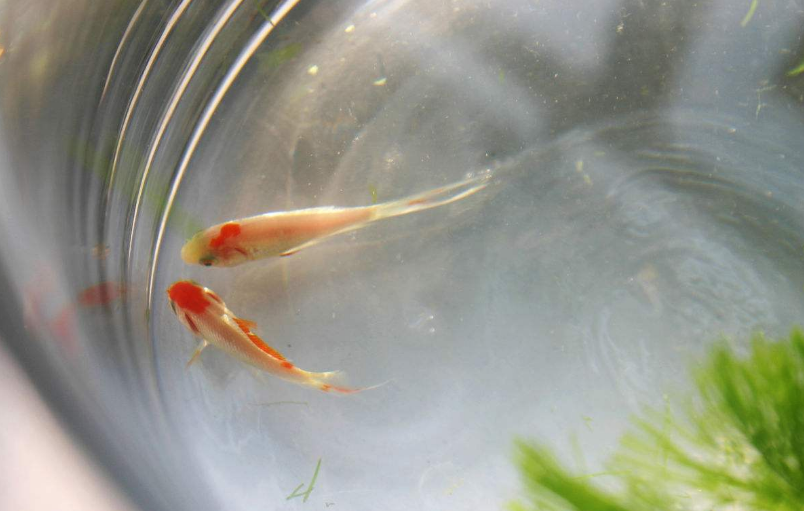 陪孩子養(yǎng)魚的心情說說 和孩子一起養(yǎng)魚的感慨句子說說