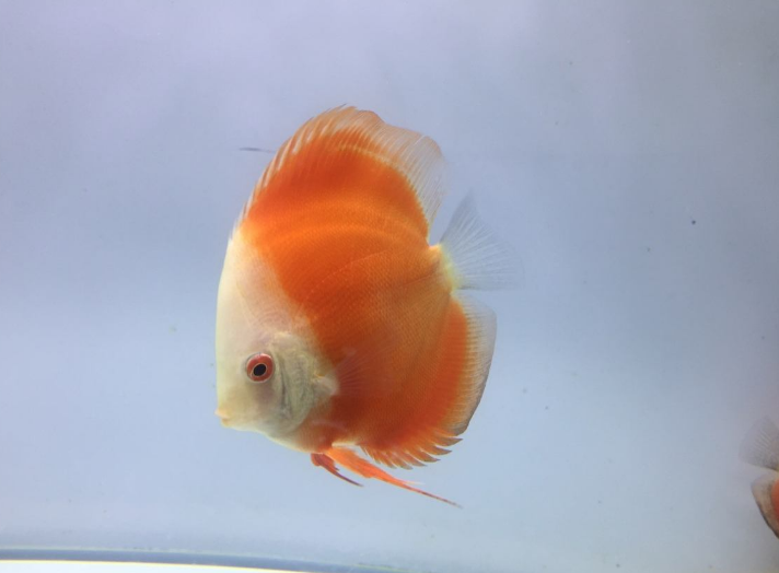 陪孩子養(yǎng)魚的心情說說 和孩子一起養(yǎng)魚的感慨句子說說