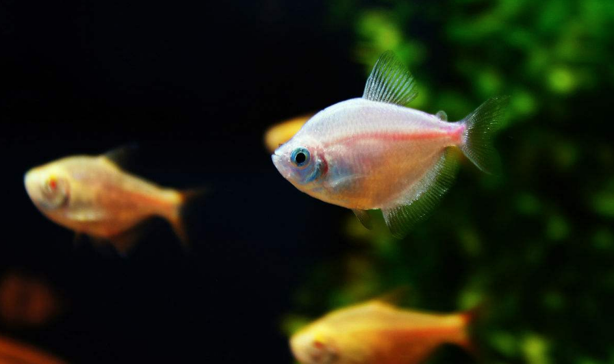 陪孩子養(yǎng)魚的心情說說 和孩子一起養(yǎng)魚的感慨句子說說