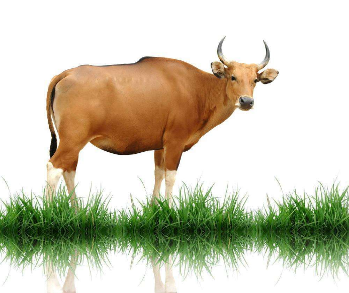 炭疽怎么預防 不吃牛羊肉可以預防嗎 炭疽怎么預防 不吃牛羊肉可以預防嗎