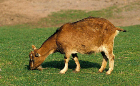 炭疽怎么預防 不吃牛羊肉可以預防嗎 炭疽怎么預防 不吃牛羊肉可以預防嗎