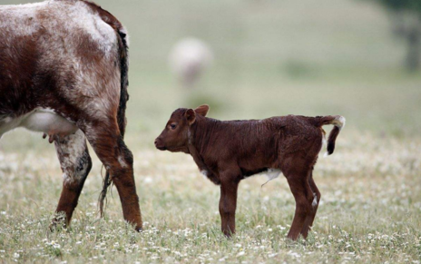 炭疽怎么預防 不吃牛羊肉可以預防嗎 炭疽怎么預防 不吃牛羊肉可以預防嗎