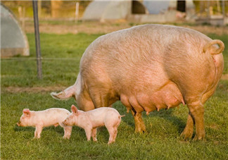 鄭州口蹄疫疫情怎么回事 鄭州惠濟區豬O型口蹄疫疫情撲殺173頭豬