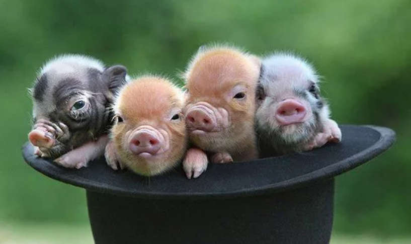 鄭州口蹄疫疫情怎么回事 鄭州惠濟區豬O型口蹄疫疫情撲殺173頭豬