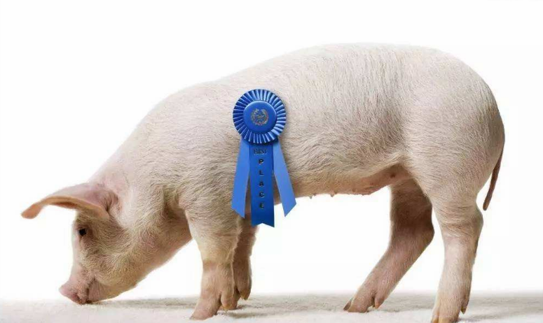 鄭州口蹄疫疫情怎么回事 鄭州惠濟區豬O型口蹄疫疫情撲殺173頭豬