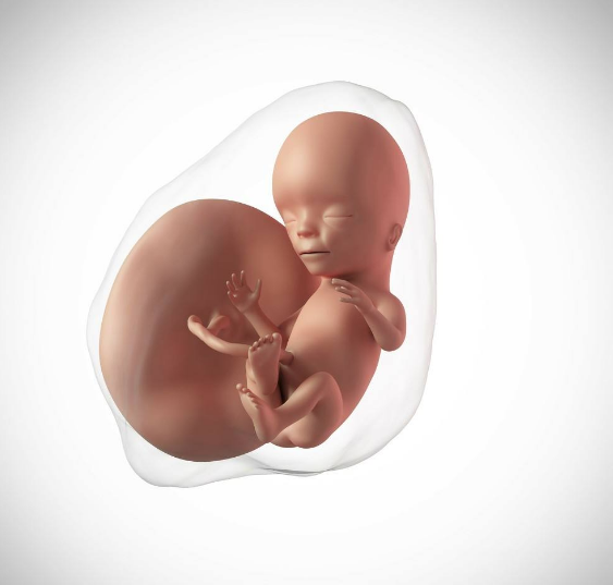 做試管嬰兒身材會走形嗎 備孕身材走形怎么避免 做試管嬰兒身材會走形嗎 備孕身材走形怎么避免