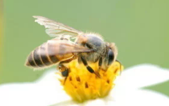 茶水和蜂蜜能一起喝嗎 茶水和蜂蜜能一起喝作用是什么 茶水和蜂蜜能一起喝嗎 茶水和蜂蜜能一起喝作用是什么