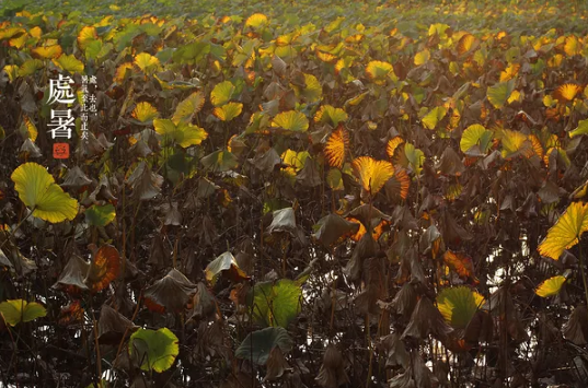 今日處暑說說朋友圈 今日處暑圖片帶字配圖2018