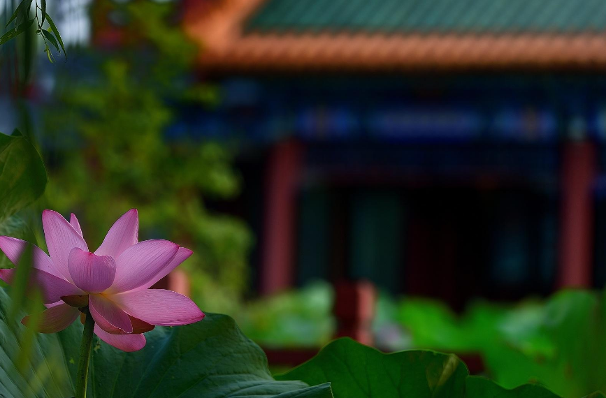 夏天過去說說 夏天過去說說朋友圈 夏天過去說說 夏天過去說說朋友圈