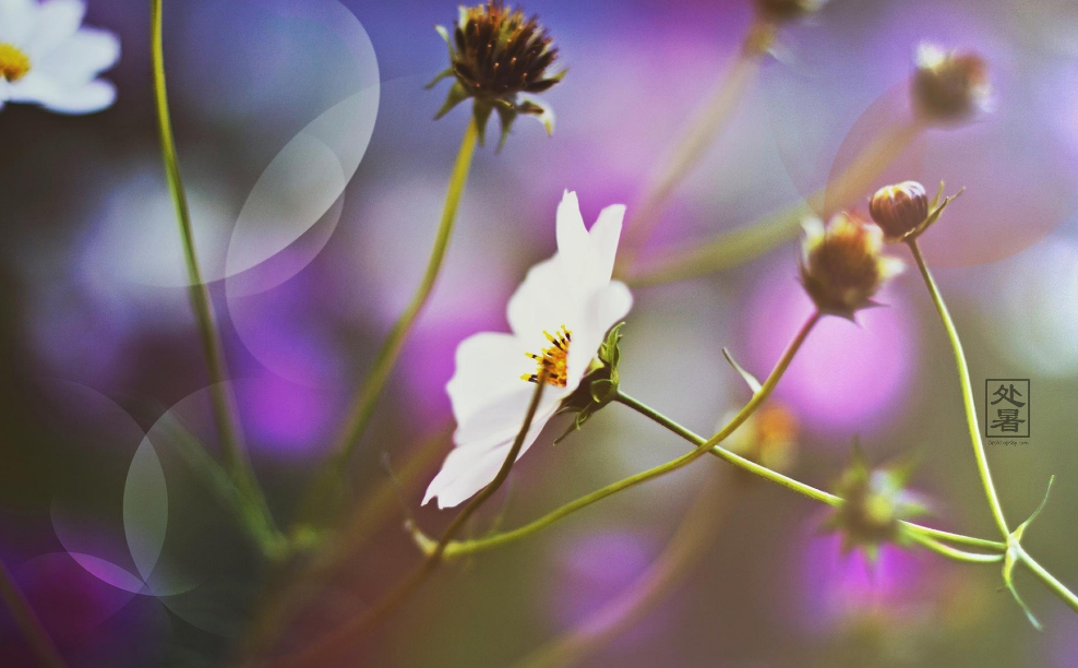 今日處暑的心情說說圖片 2018今日處暑的早安心語