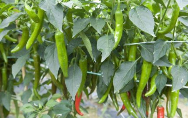 辣椒葉能吃嗎 辣椒葉應(yīng)該怎么吃