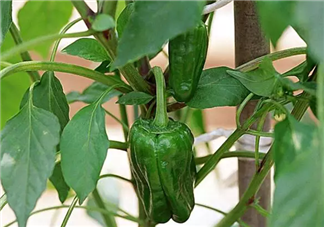 辣椒葉能吃嗎 辣椒葉應(yīng)該怎么吃