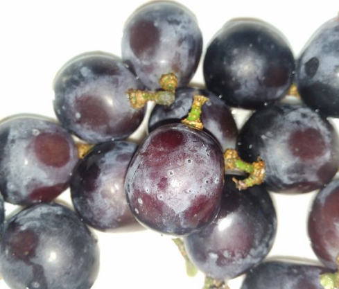 葡萄長斑還能吃嗎 葡萄皮上有黑斑能不能吃 葡萄長斑還能吃嗎 葡萄皮上有黑斑能不能吃