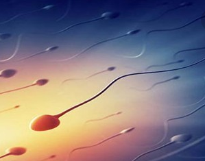 如何改善精子質量 吃什么可以改善精子質量 如何改善精子質量 吃什么可以改善精子質量