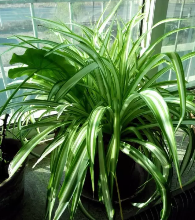 孕婦適合種什么花 孕期房間內(nèi)擺什么花合適 孕婦適合種什么花 孕期房間內(nèi)擺什么花合適