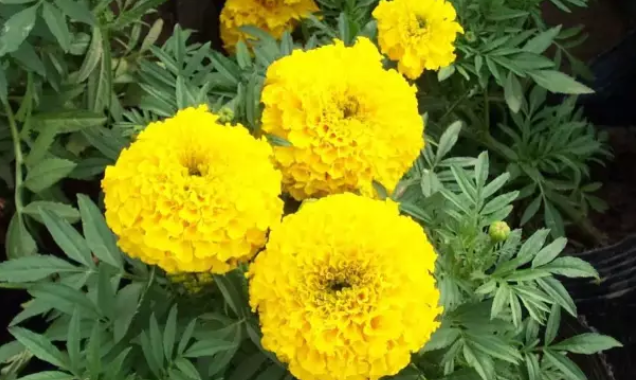 孕婦適合種什么花 孕期房間內(nèi)擺什么花合適 孕婦適合種什么花 孕期房間內(nèi)擺什么花合適