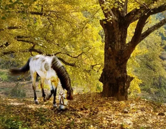 秋季適合帶孩子去哪玩 秋季親子游旅行攻略2018