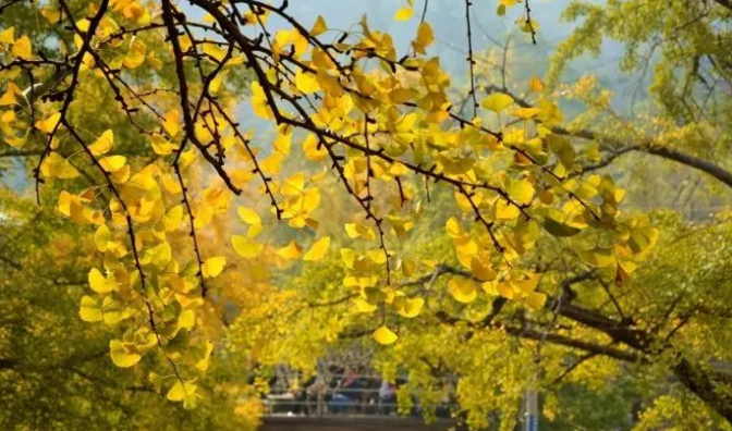 秋季適合帶孩子去哪玩 秋季親子游旅行攻略2018