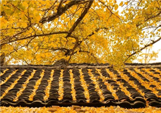 秋季適合帶孩子去哪玩 秋季親子游旅行攻略2018